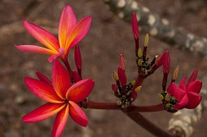 Plumeria in bloei en knop van Ellis Peeters