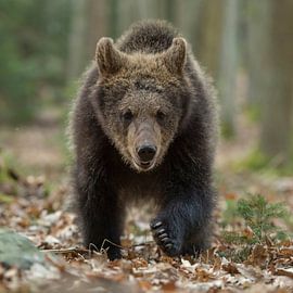 Europäischer Braunbär *Ursus arctos*, Jungtier frontal sur wunderbare Erde