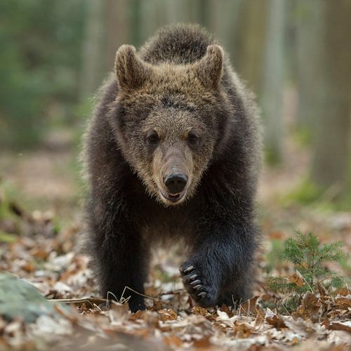 Europäischer Braunbär *Ursus arctos*, Jungtier frontal