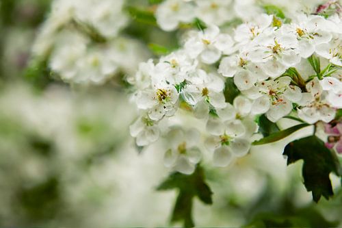 blossom (oil colour)