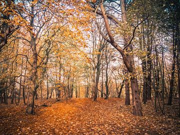 Herfst kleuren in een bos van Martijn Tilroe