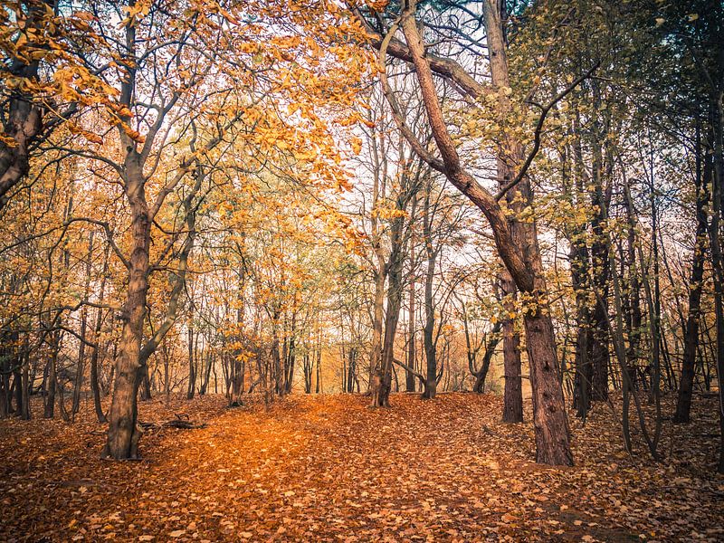 Autumn colors in a forest by Martijn Tilroe