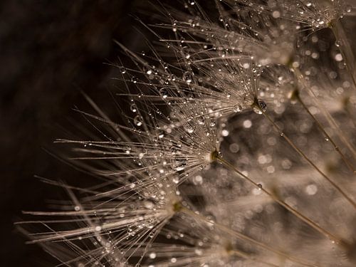 Druppels blinken in het licht