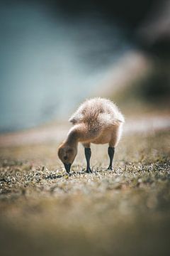 Young goose looking for food