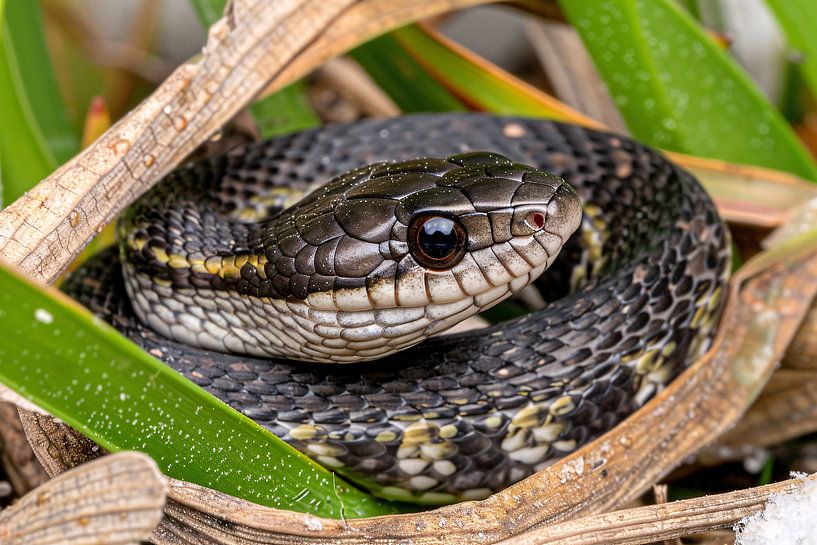 Schlange zwischen grünen Blättern versteckt von Imperial Art House