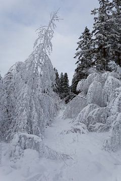 Winters landschap van Tanja Huizinga Photography
