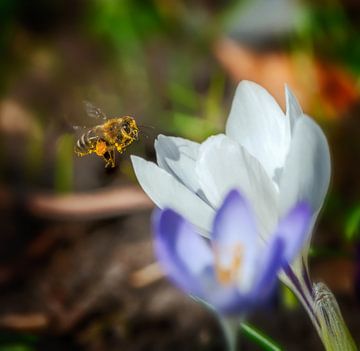 Biene fliegt zu einer weißen Krokus Blüte von ManfredFotos