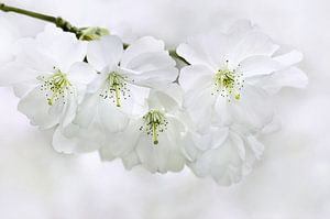 Japanese Cherry Blossom by Violetta Honkisz