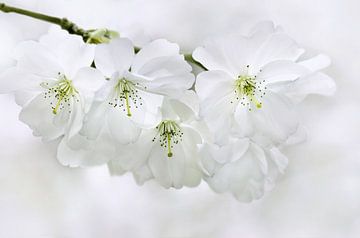 Fleurs de cerisiers japonais sur Violetta Honkisz