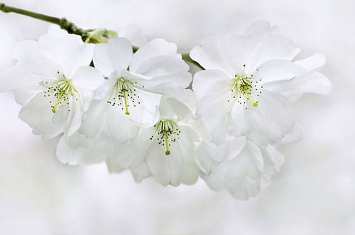 Japanse Kersenbloesem
