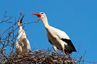 Ooievaars op het nest