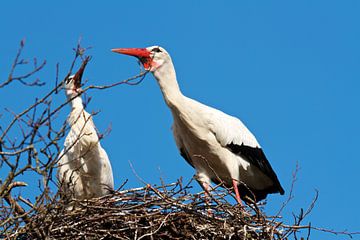 Ooievaars op het nest van Ruud Lobbes