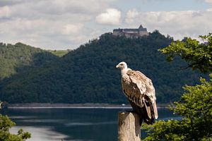 Gänsegeier am Edersee. Geier.