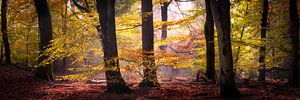 Matinée d'or dans la forêt de hêtres