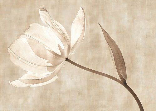 Élégance douce en beige