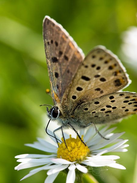 speckled butterfly by Jo Beerens