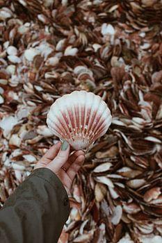 Shells beach, normandy, france.