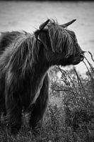 Schottischer Highlander schwarz-weiß