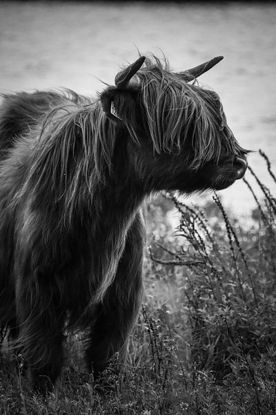 Scottish Highlander black and white by Milou Hinssen