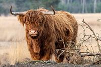 Scottish Highlander