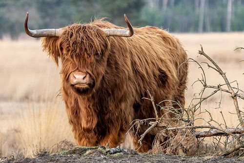 Schottischer Highlander