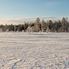 Neige sur les arbres en Laponie sur Rene du Chatenier