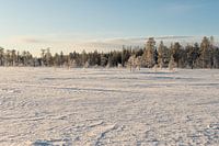 Snow on trees Lapland