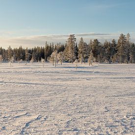 Snow on trees Lapland by Rene du Chatenier