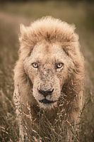 Wild und wunderbar