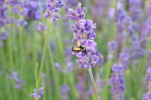 Coccinelle sur la lavande