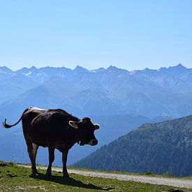 Koe in de bergen van Gerdine Aret