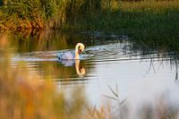Mute swan (Cygnus olo) in the water in front of the reeds.