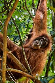Ein roter Orang-Utan, der an einem Ast hängt von Frank Photos