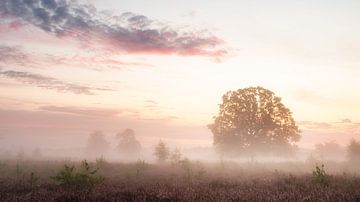 Morning fog by Lex Schulte