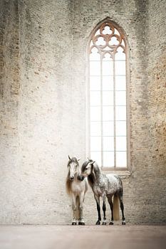 Witte paarden in oude kerk | fotografie