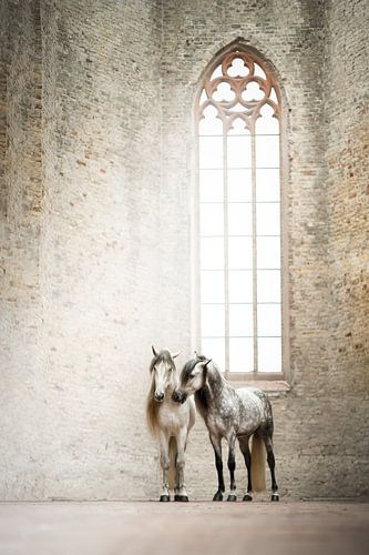 Witte paarden in oude kerk | fotografie