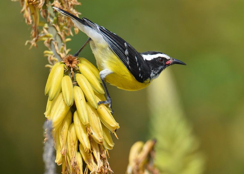 Sugar thief in the aloe vera by Pieter JF Smit