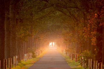 Long avenue at a foggy sunrise by Bas Ronteltap