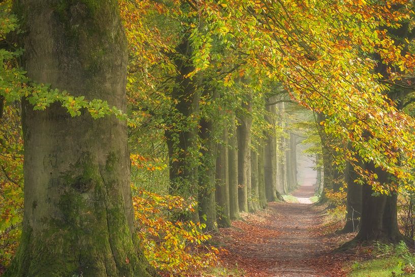 Promenade d'automne par Bram de Jong