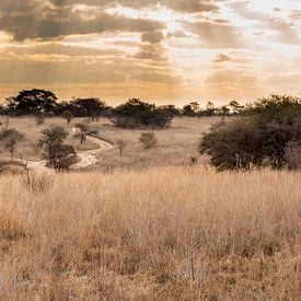 De zon schijnt door de wolken op het landschap in antelope park zimbabwe van victor van bochove