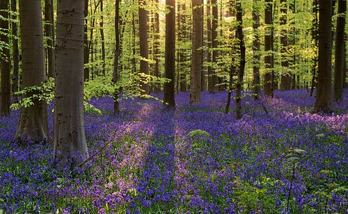 Hallerbos, België