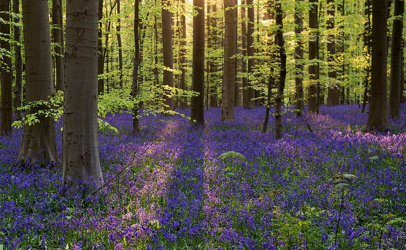 Hallerbos, België by Jeannette Kliebisch