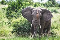 Grote olifant staat in het groen met zand op zijn kop van Simone Janssen thumbnail