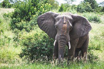 Großer Elefant steht in Grün mit Sand auf dem Kopf von Simone Janssen