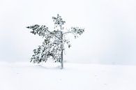 Winterlandschap IV van Sam Mannaerts thumbnail