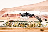 The Urban Collection | Aveiro van Lot Wildiers Photography thumbnail