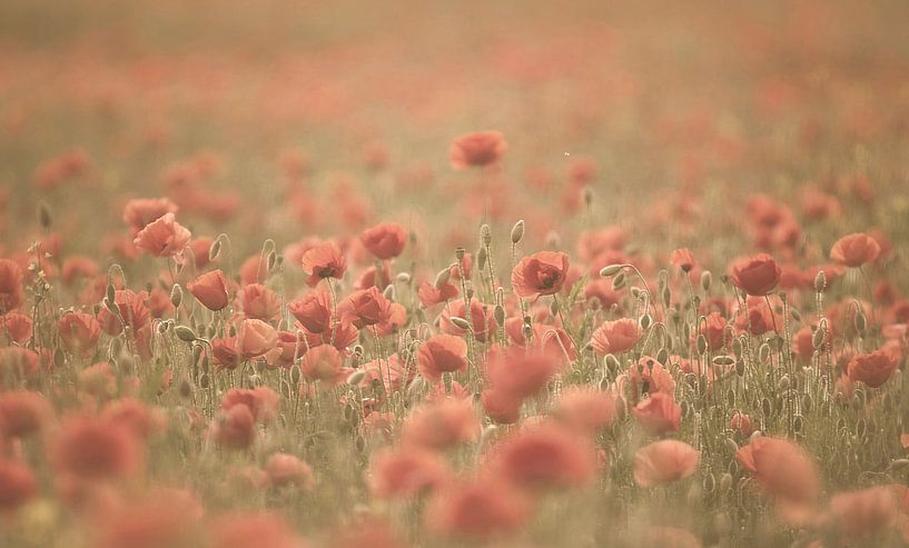 In Flander's Fields van Bart Ceuppens