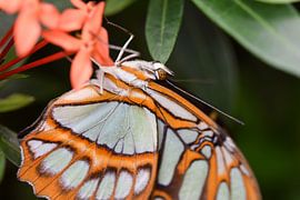 Nahaufnahme eines schönen orangefarbenen Schmetterlings mit vielen Details