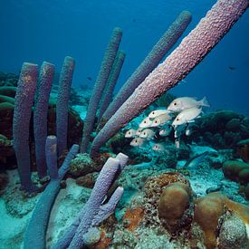 Récif de corail avec des vivaneaux sur Vanessa D.