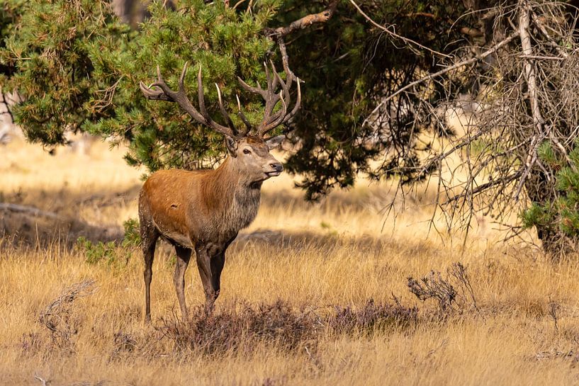 Red deer on the Hoge Veluwe, Netherlands by Gert Hilbink